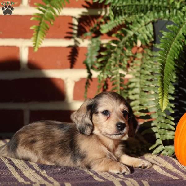 Scout, Dachshund Puppy